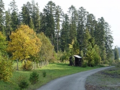 Mestské lesy