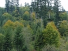 Mestské lesy