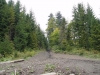 Mestské lesy