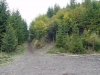 Mestské lesy