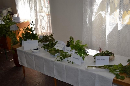 Výstava bylín