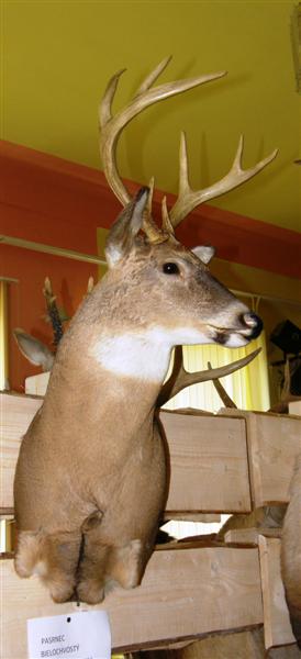 Hubert 2011