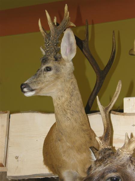 Hubert 2011