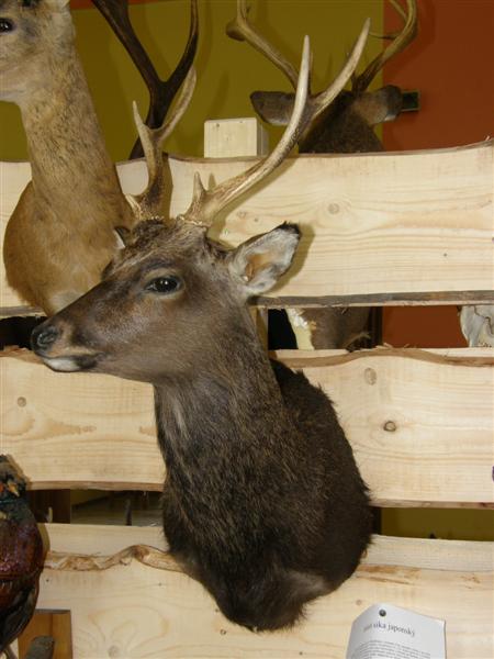 Hubert 2011