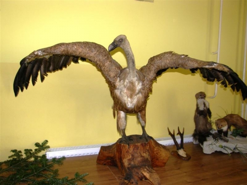 Hubert 2011