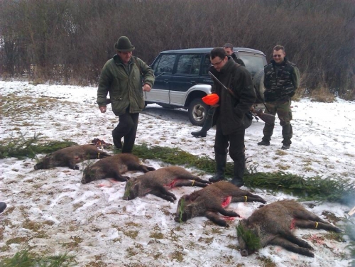 Poľovačka na diviakov 2011
