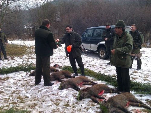 Poľovačka na diviakov 2011
