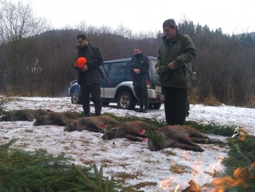 Poľovačka na diviakov 2011