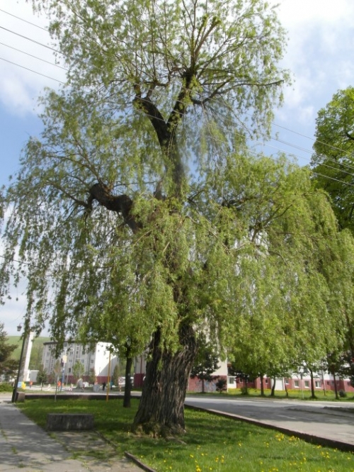 Vŕba biela (Salix alba)