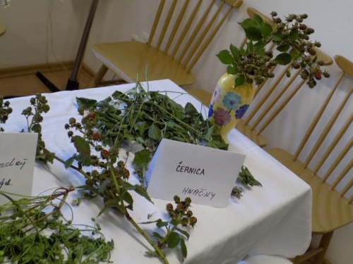 Výstava liečivých bylín 2015