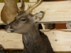Hubert 2011
