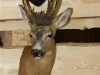 Hubert 2011