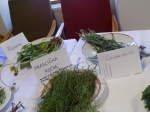 Výstava liečivých bylín 2015