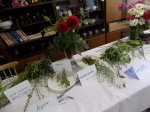 Výstava liečivých bylín 2015