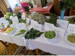 Výstava liečivých bylín 2015